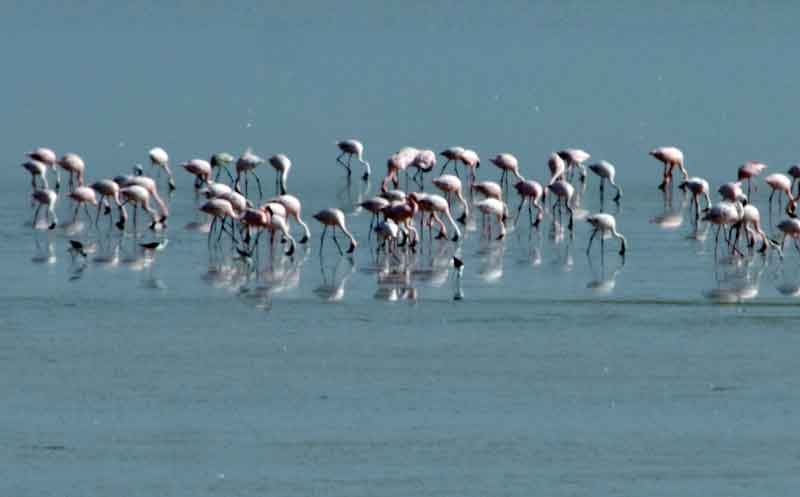 Flamenco - parque nacional de Etosha - Namibia 4.jpg